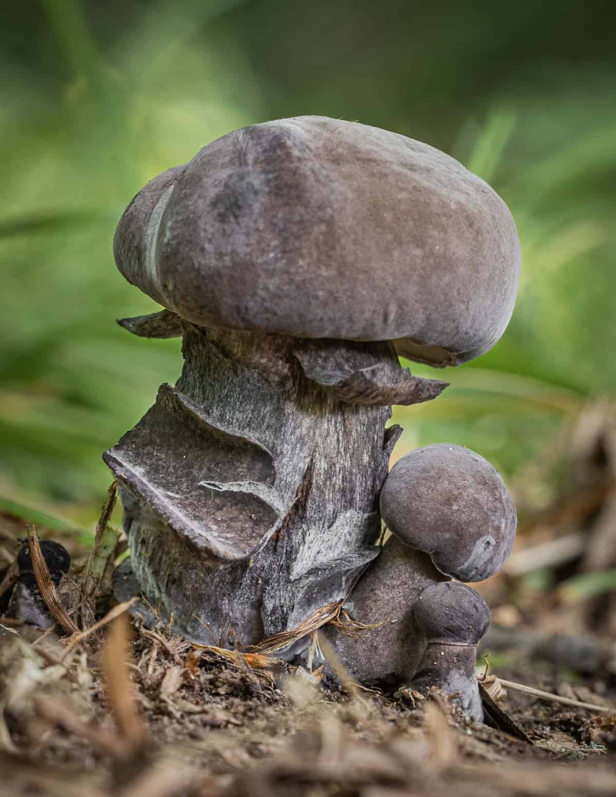 A close up image of the black velvet bolete, Tylopilus alboater. 