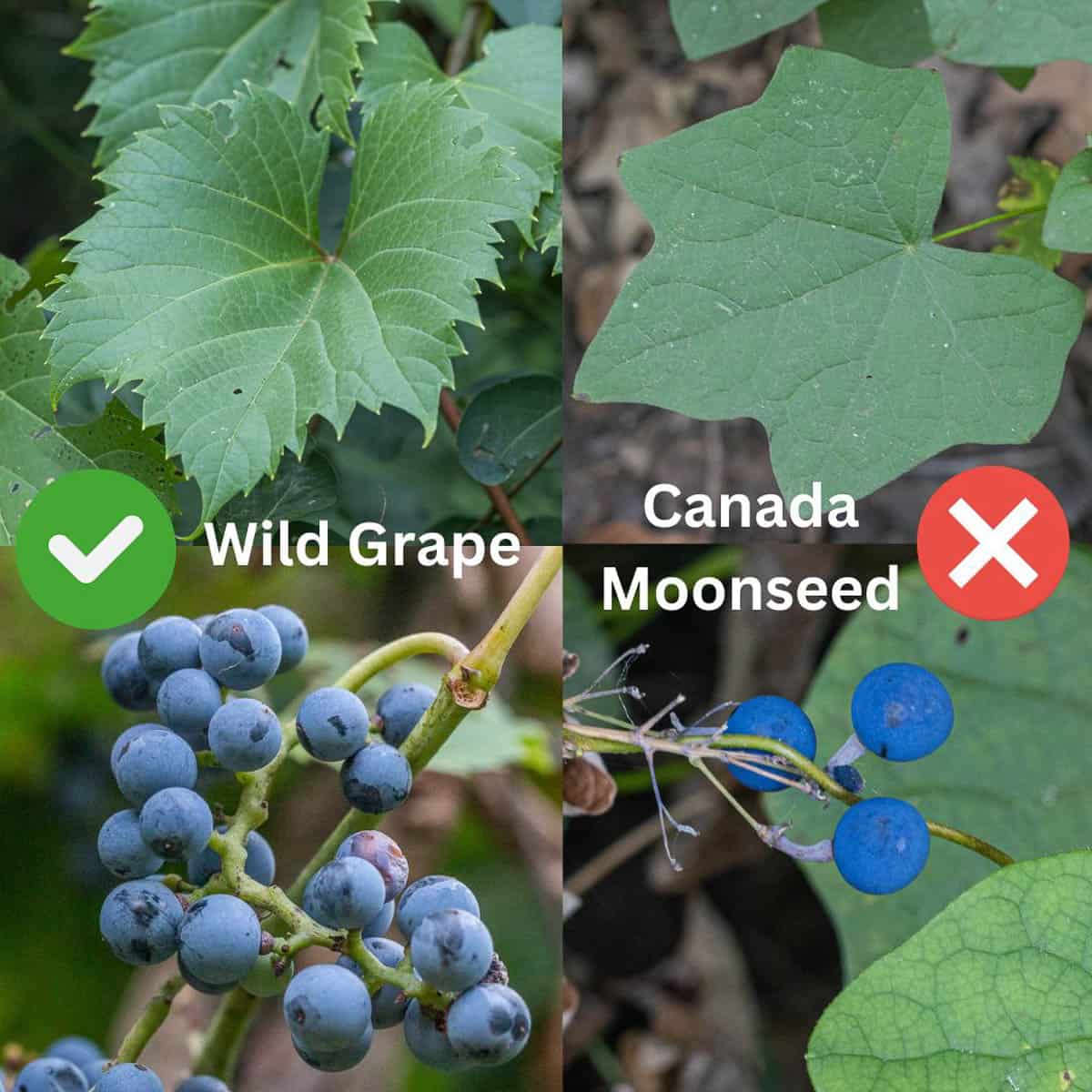 An info graphic comparing the leaves and fruit of canada moonseed and wild grape for identification purposes.