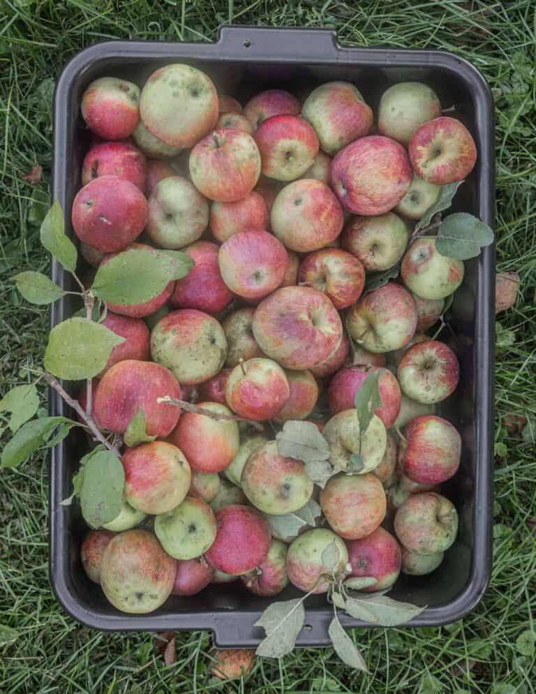 Maple Crab Apple Butter Forager Chef