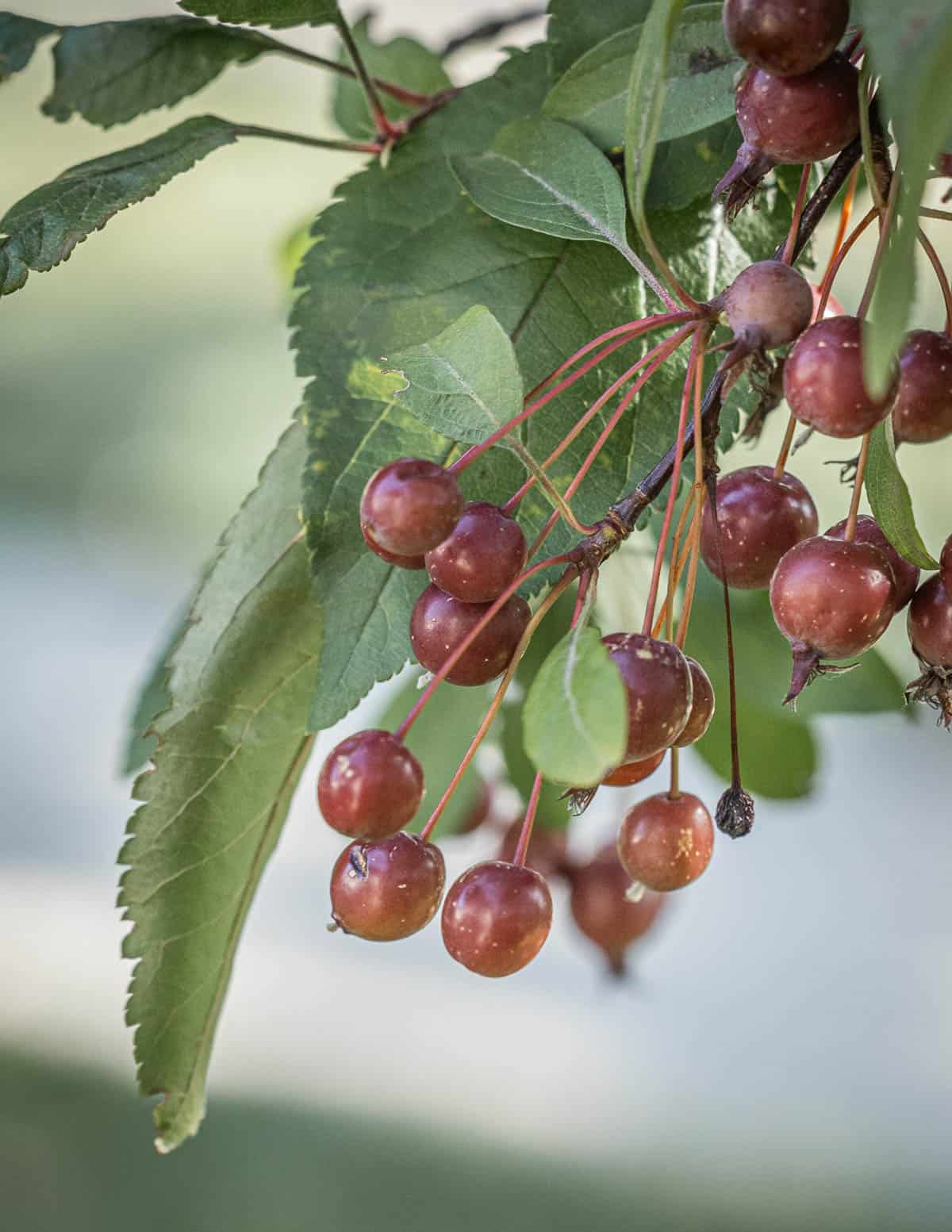 Small ornamental crabapples on a tree. 