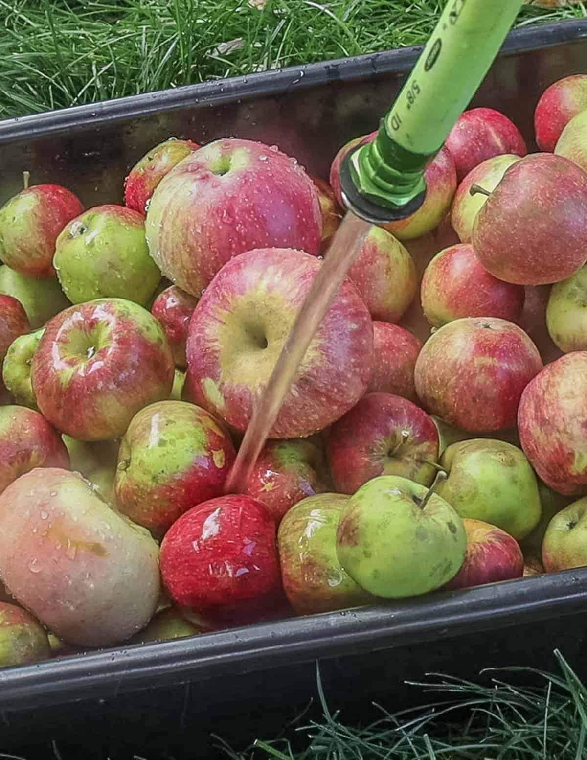 Washing apples to clean them with a hose.