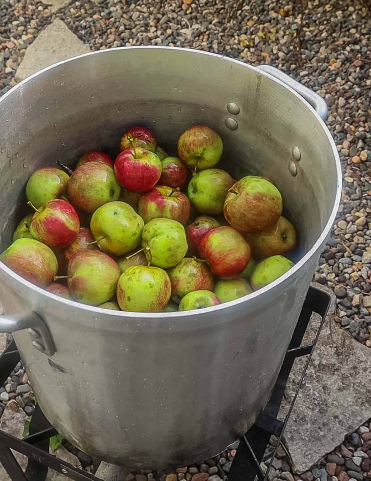 A large pot on a propane burner filled with wild apples.