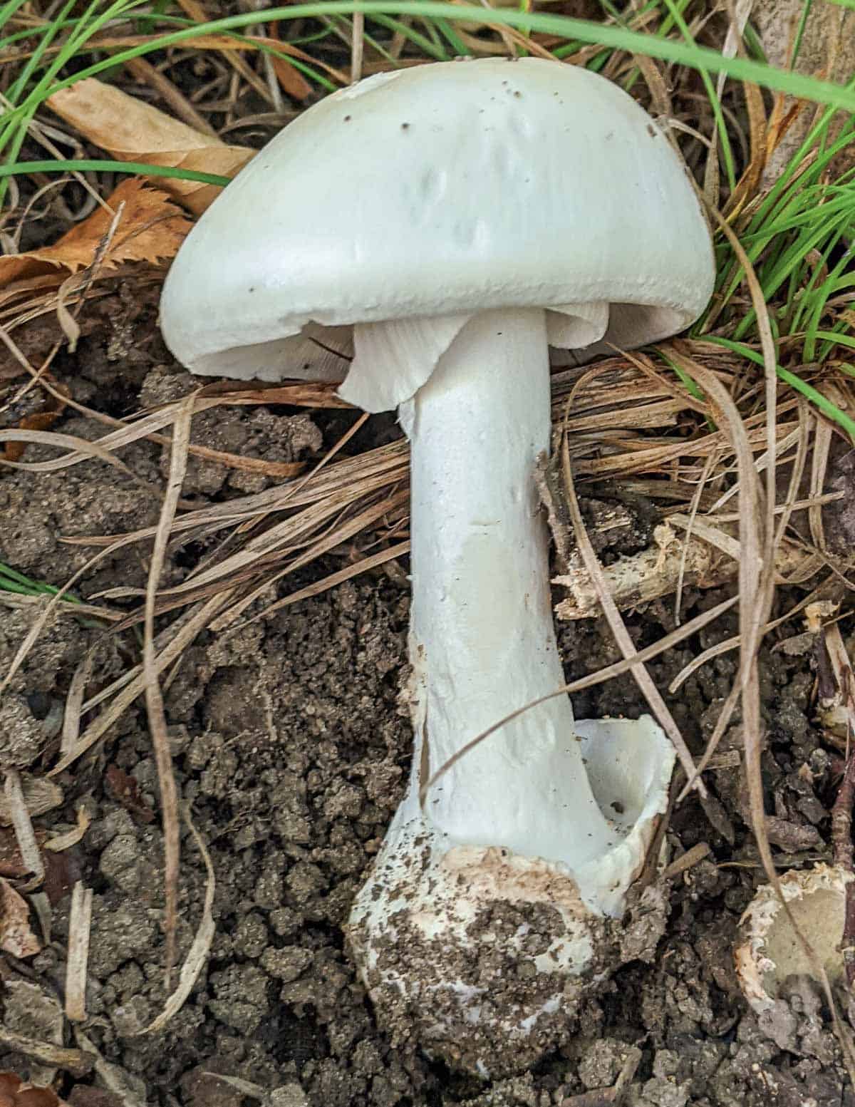 A close up image of destroying angel amanita for identification purposes showing the volva and annulus.