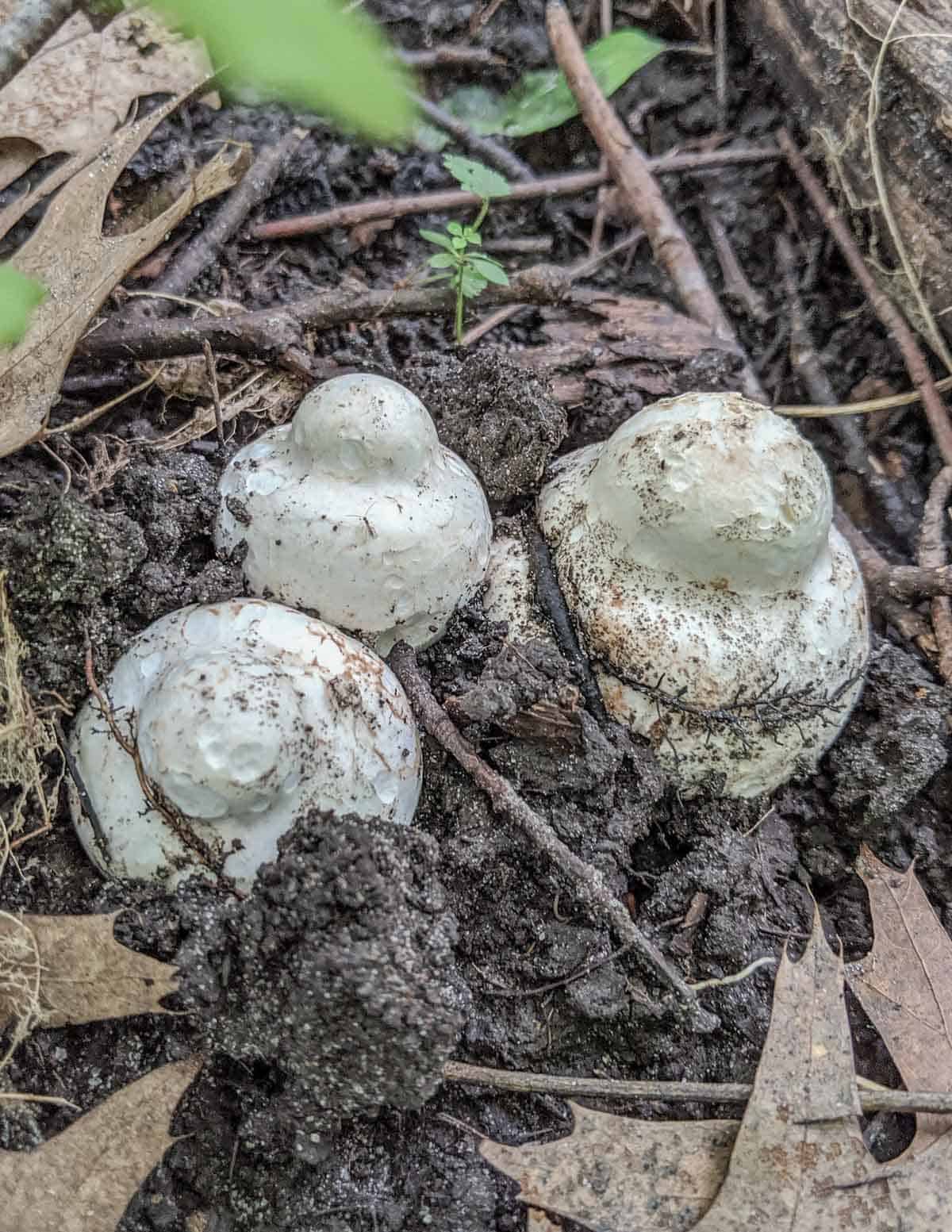 Young destroying angel mushrooms growing in the egg stage. 