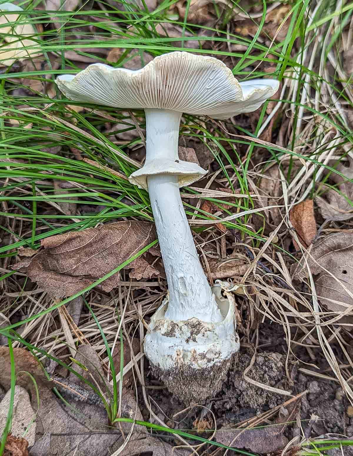 A picture of a mature destroying angel mushroom.
