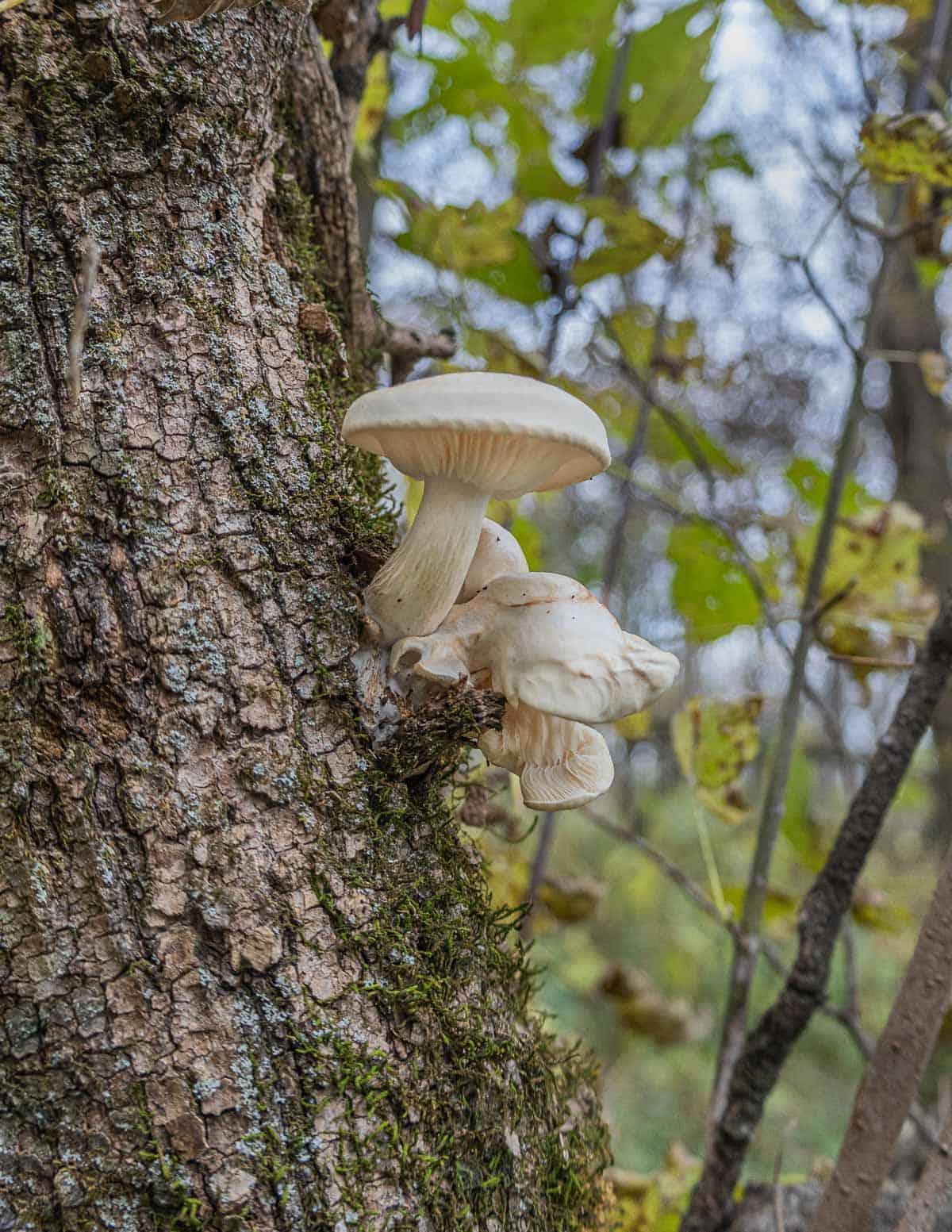 Hysizygus ulmarius, the elm oyster mushroom growing on an elm tree.