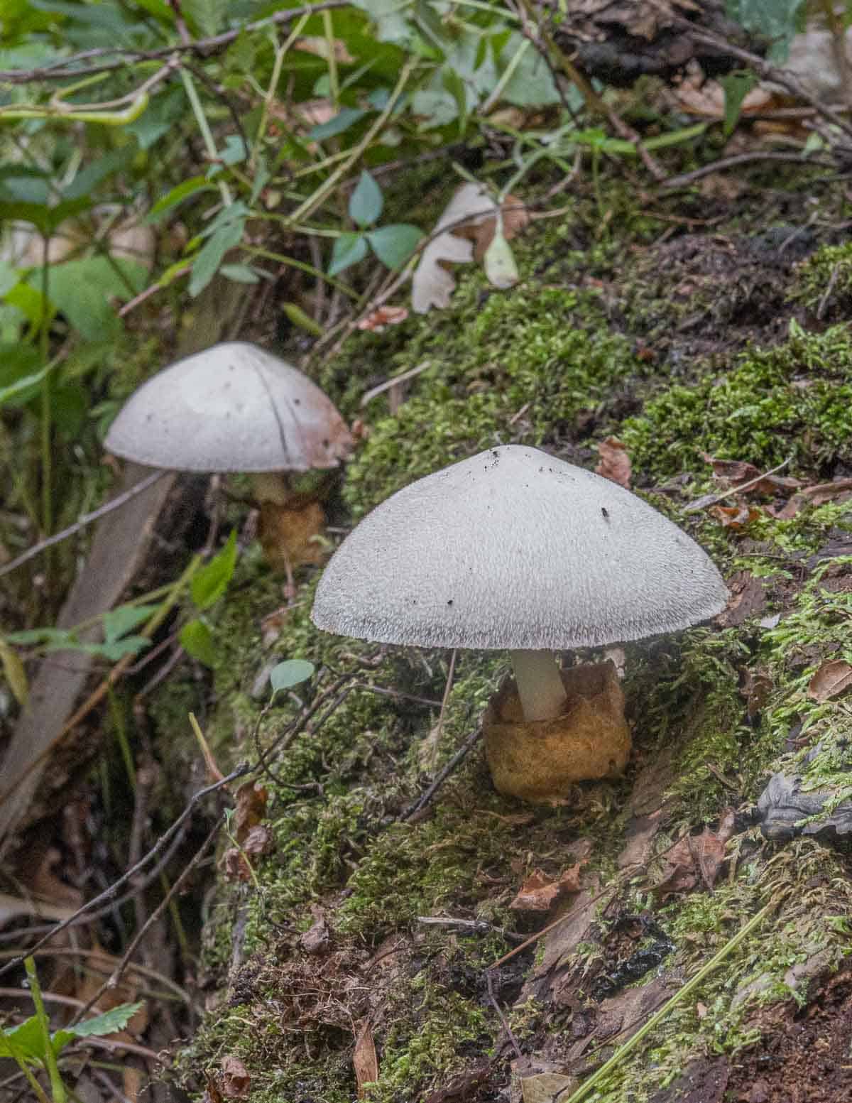 Volvariella bombycina growing on a tree.