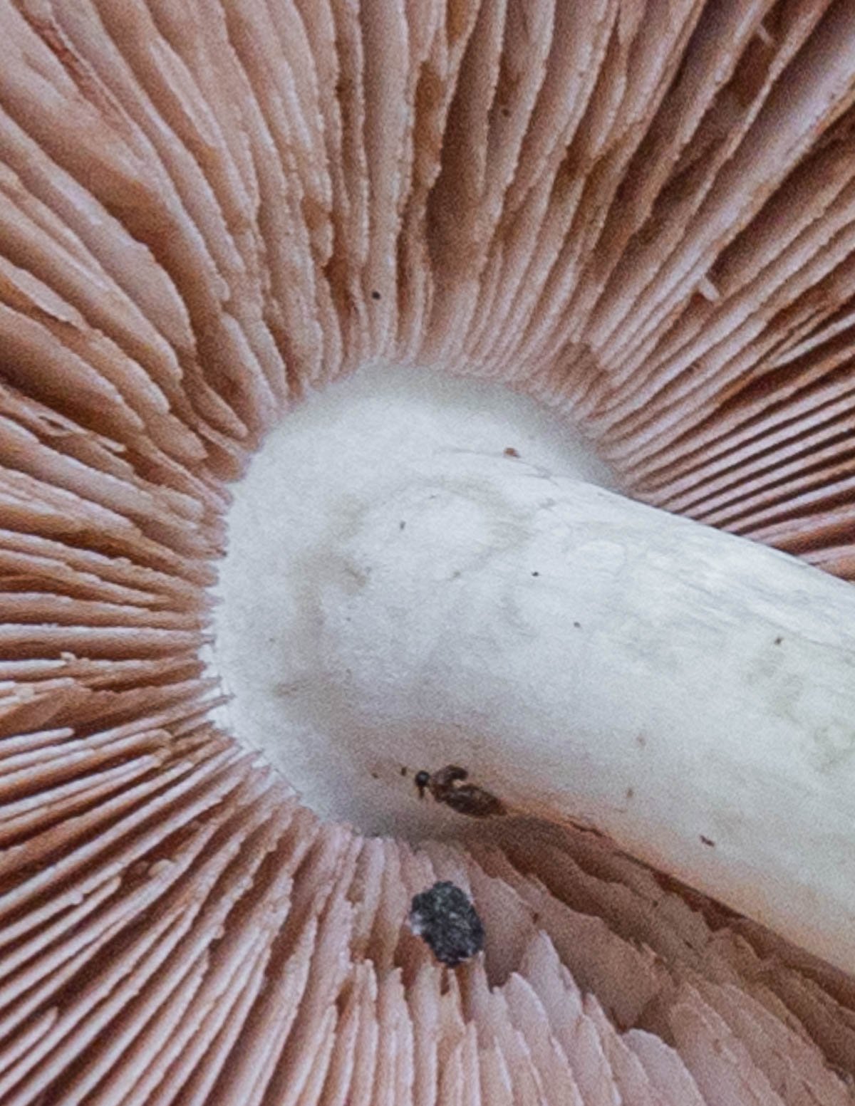 Close up of the gills on a Volvariella bombycina straw mushroom. 