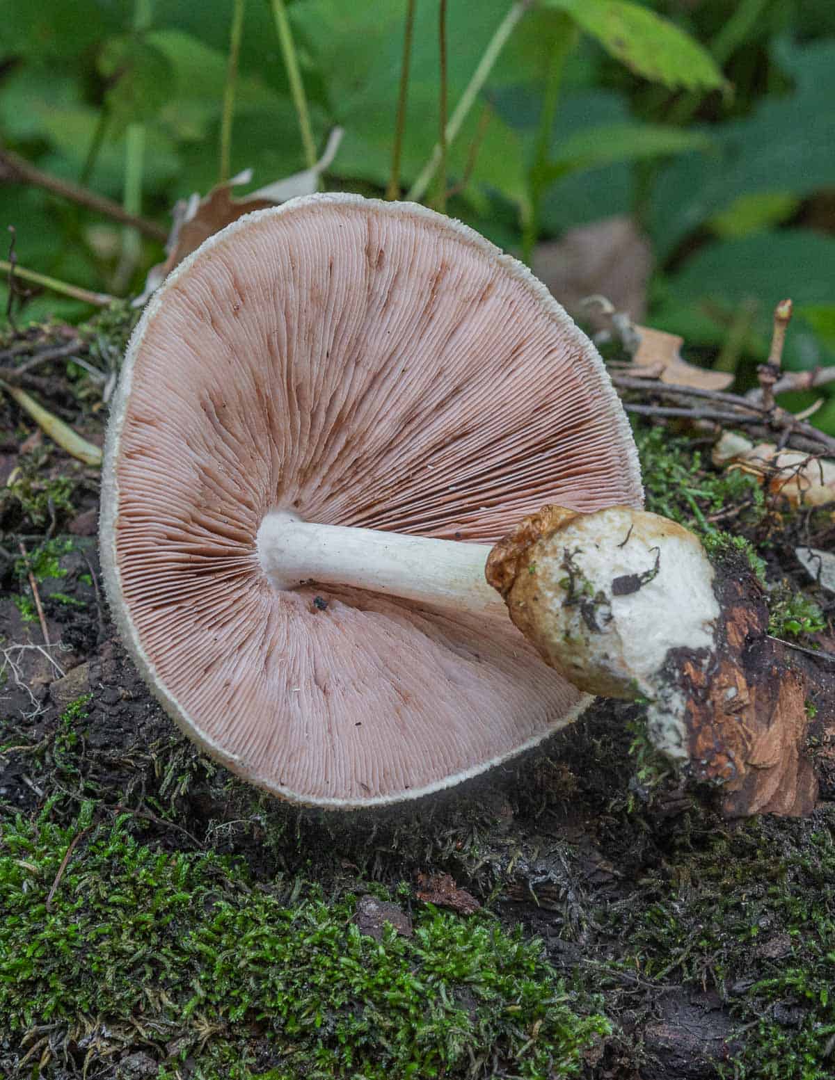 A close up image of a Volvariella mushroom showing the volva and bright pink gills. 