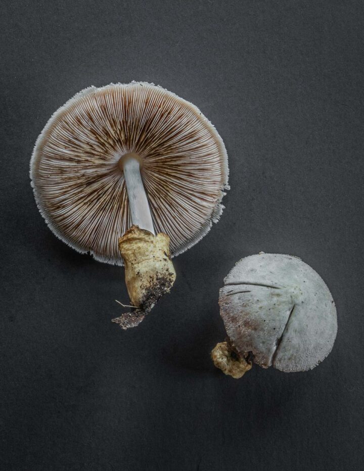 The Silky Rosegill: Volvariella bombycina - Forager | Chef