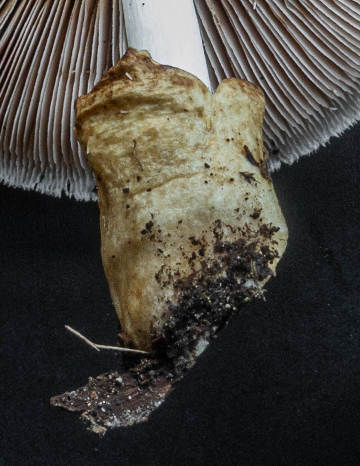 Close up image of the volva on a Volvariella bombycina. 