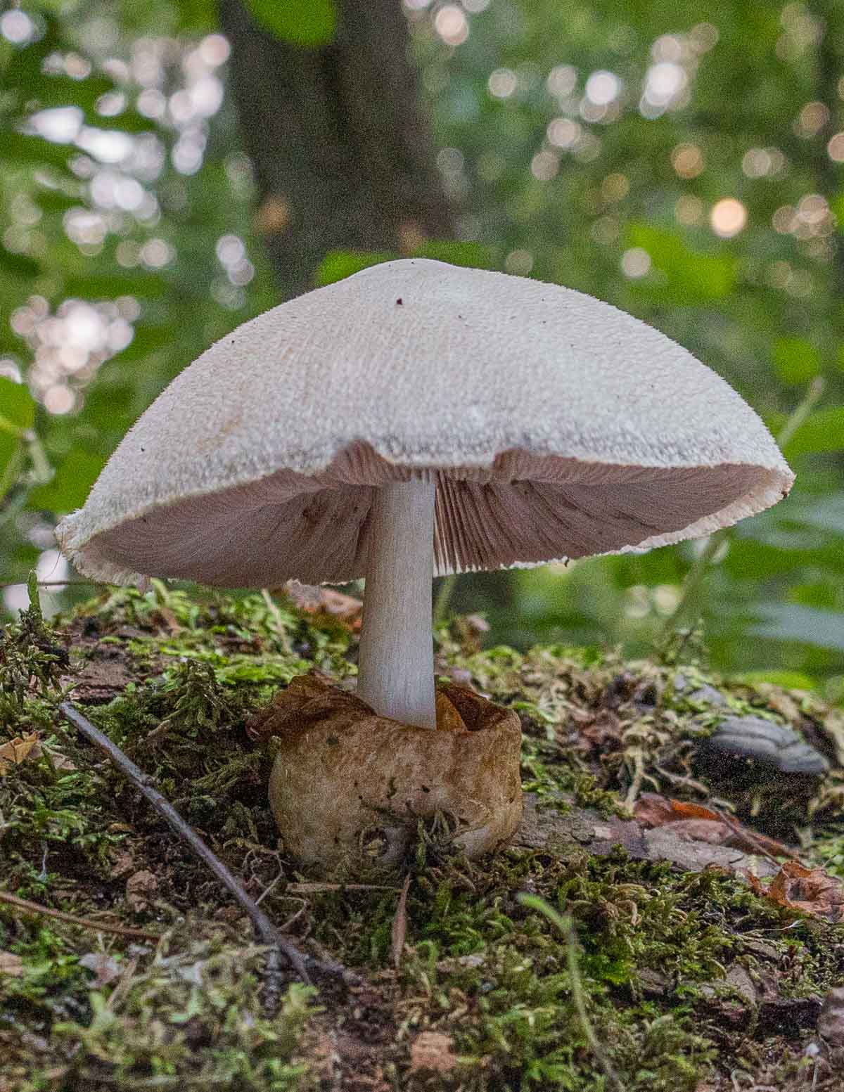 Image of a volvariella mushroom growing on a tree. 