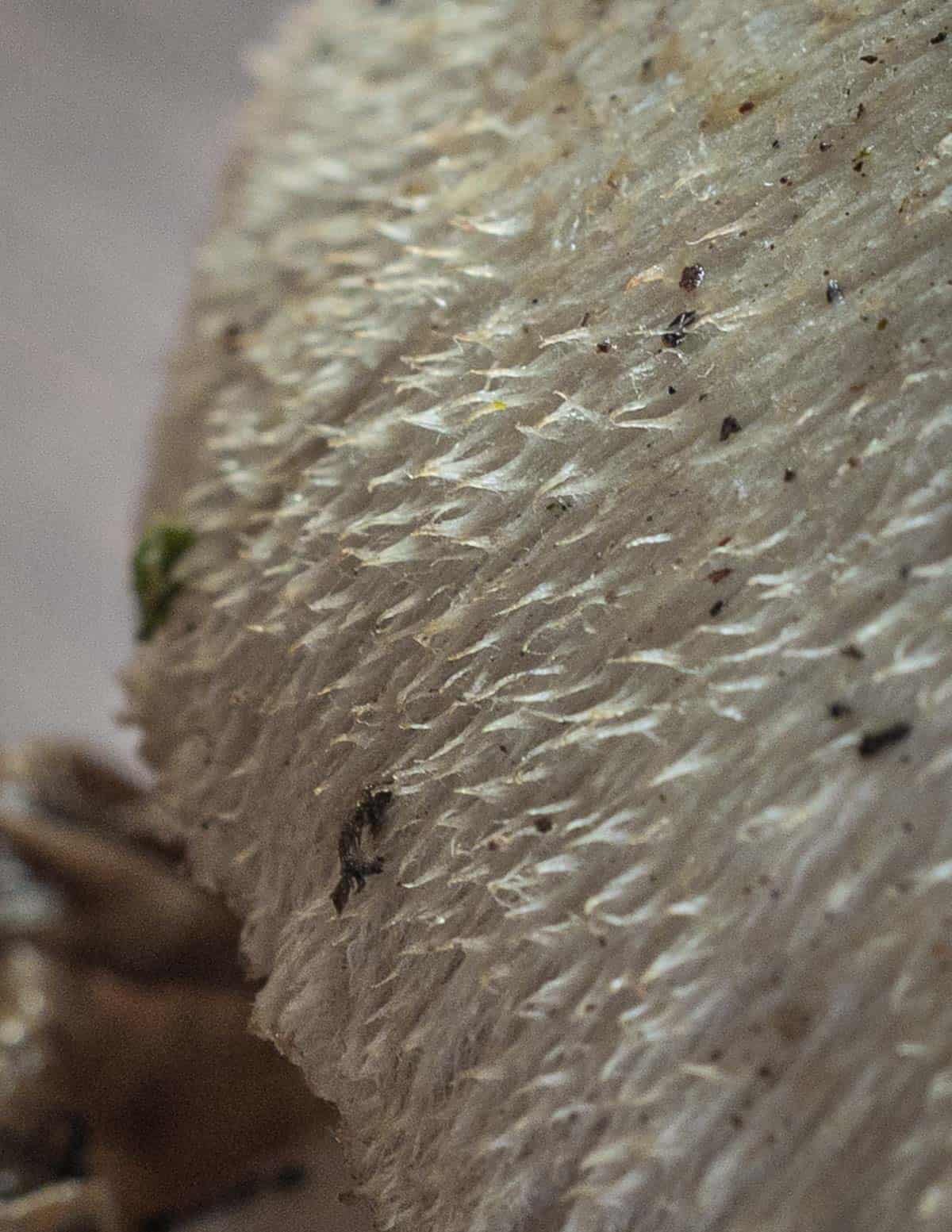 Close up image for identification of fine, silky hairs on the cap of Volvariella bombycina. 
