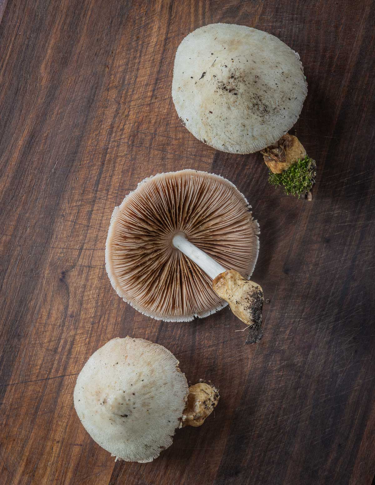 One of the important Asian Mushrooms is the Straw Mushroom or Paddy Straw  Mushroom