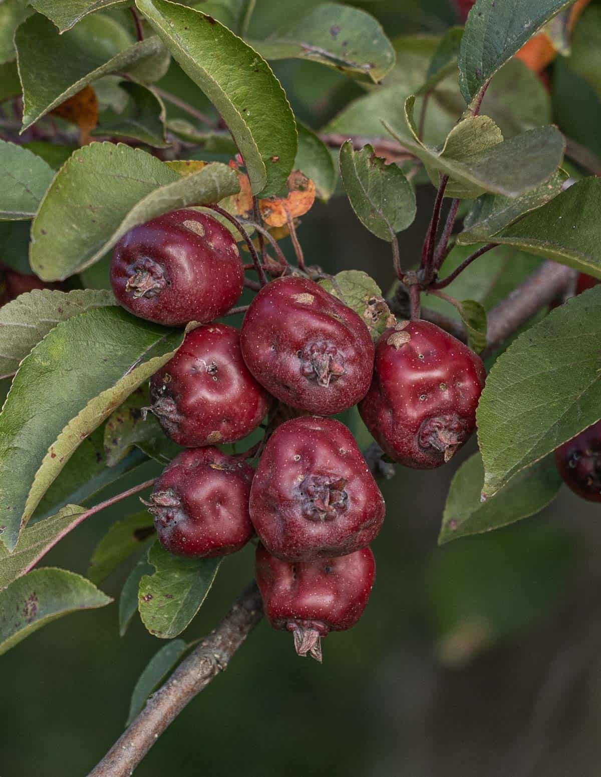 Red dolgo crabapples on a tree (Malus domestica)