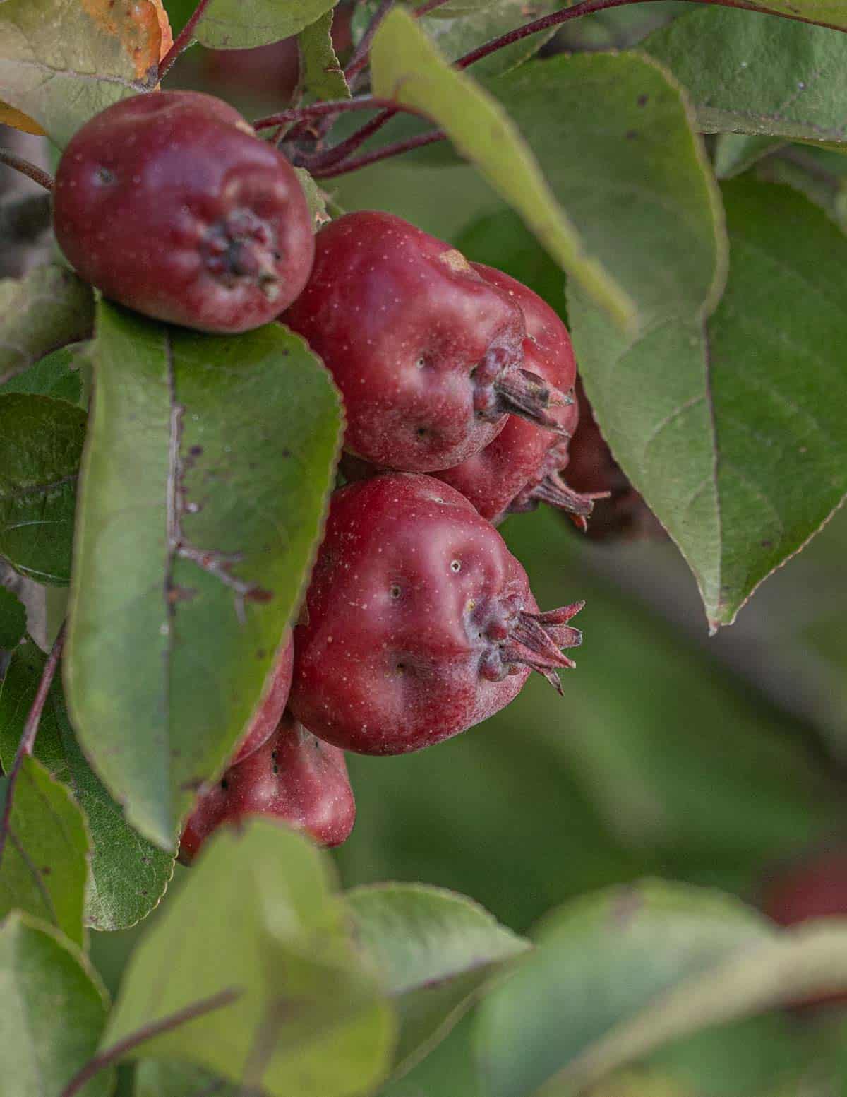 Chinese ornamental crab apples. 