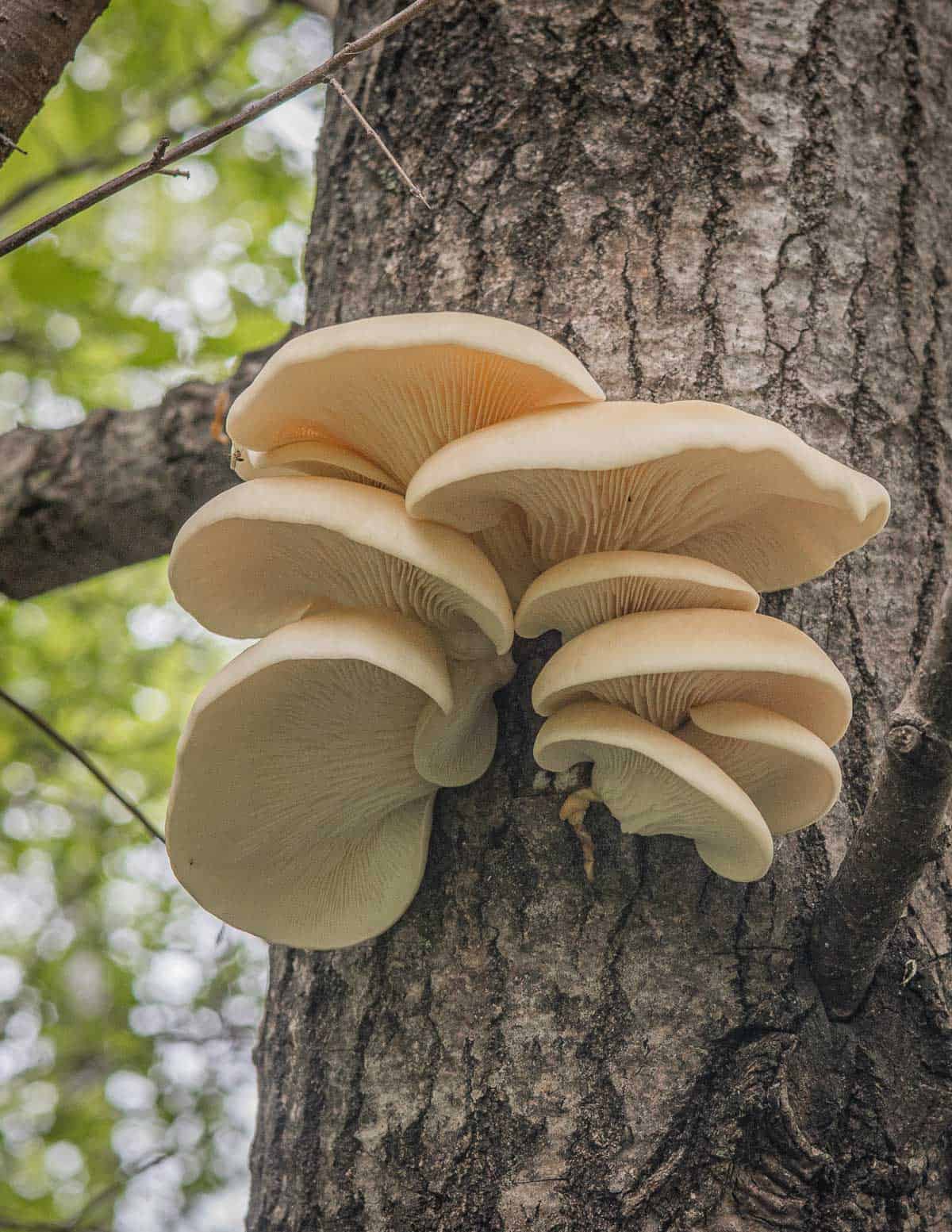 A cluster of Pleurotus populinus mushroom growing on an aspen. 