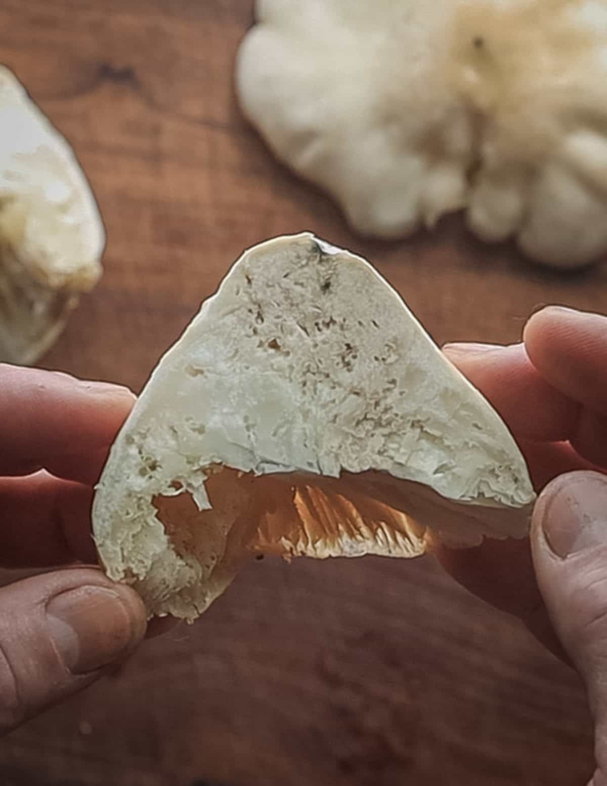 Holes in an oyster mushroom from fungal gnat larvae. 