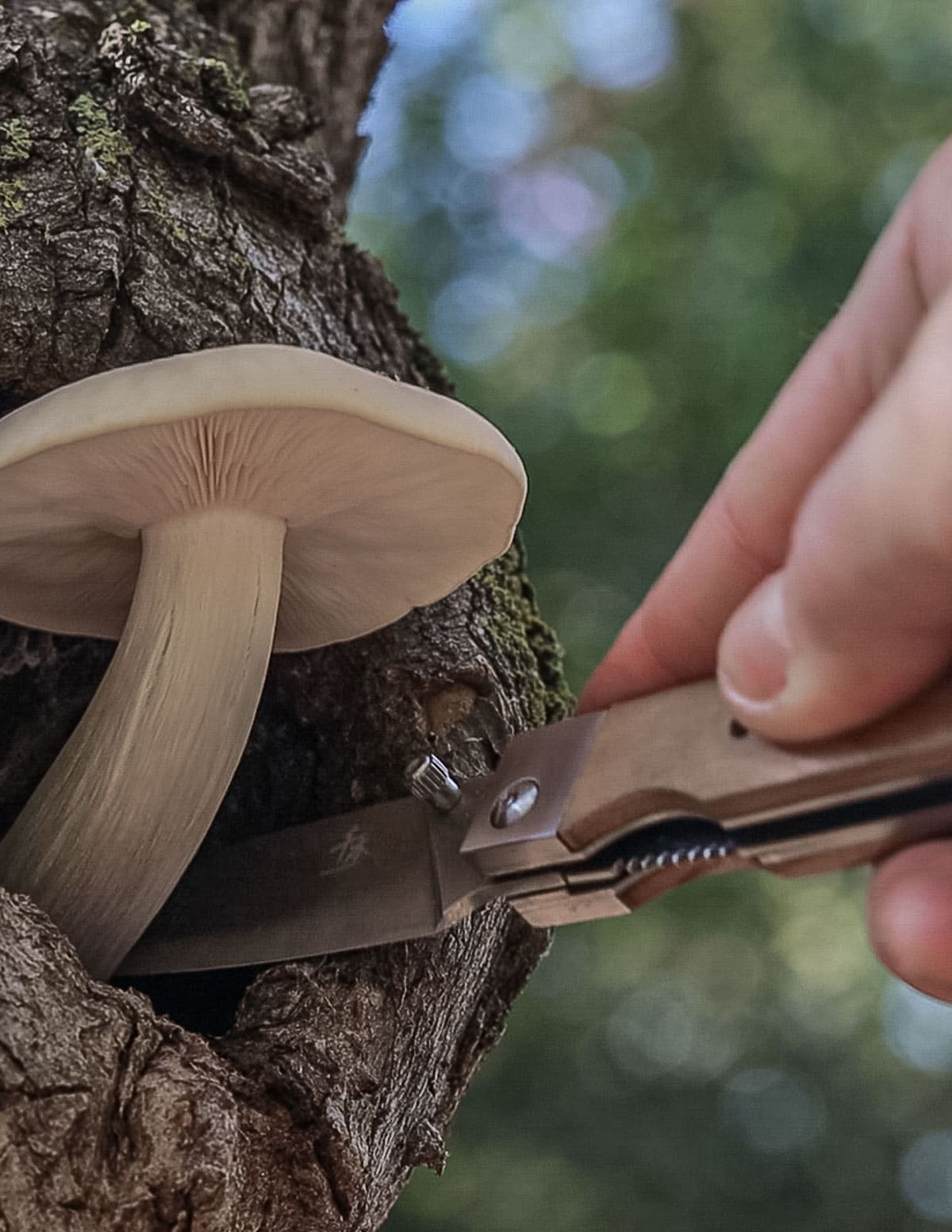 A hand with a knife harvesting an elm oyster mushroom down from a tree. 