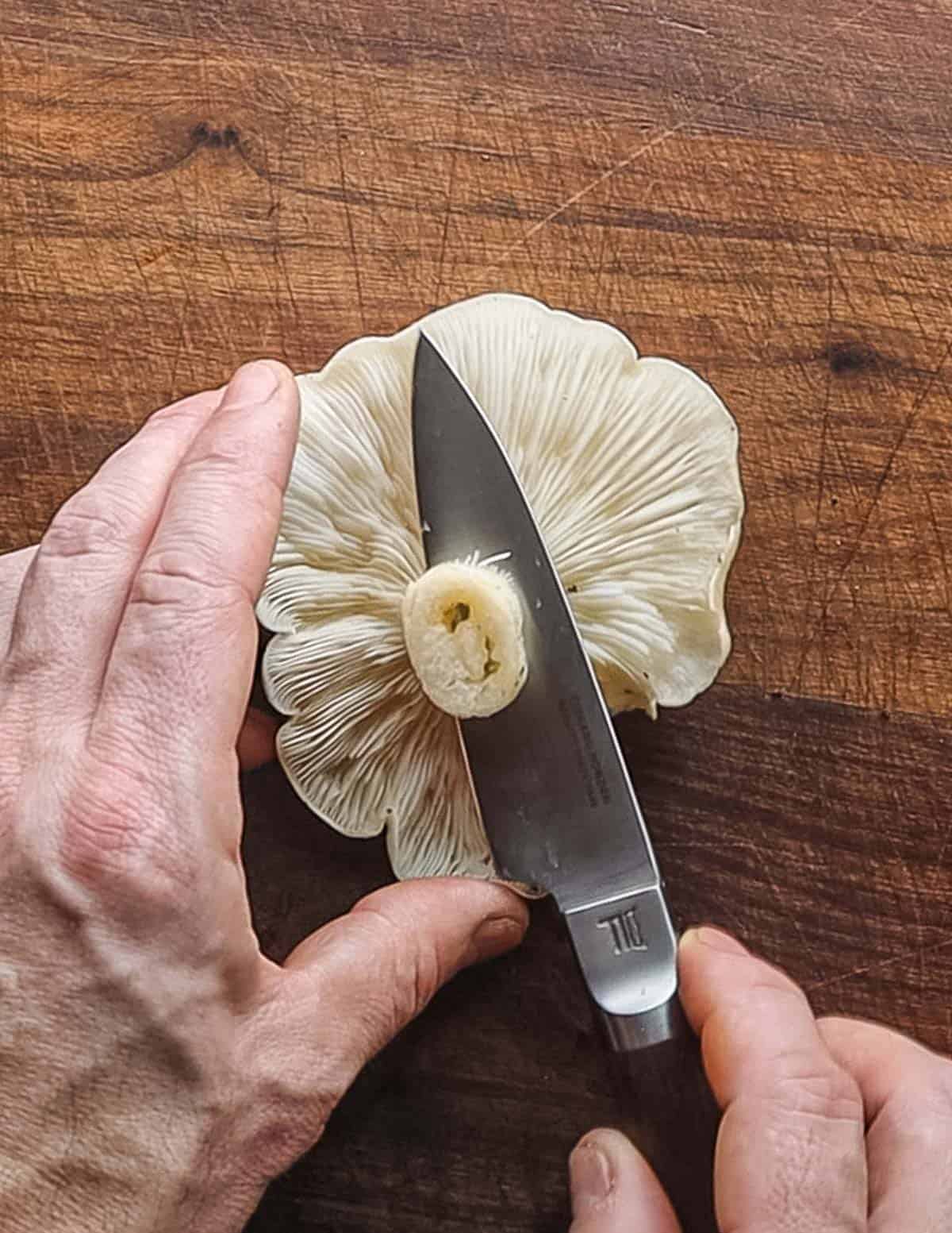 Removing the stem from an elm oyster mushroom. 