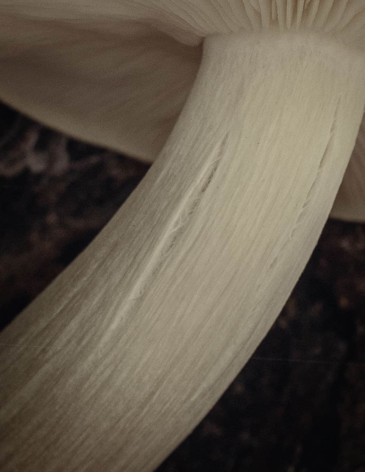 Close up image of the cracking stem on Hypsizygus ulmarius, the elm oyster mushroom. 