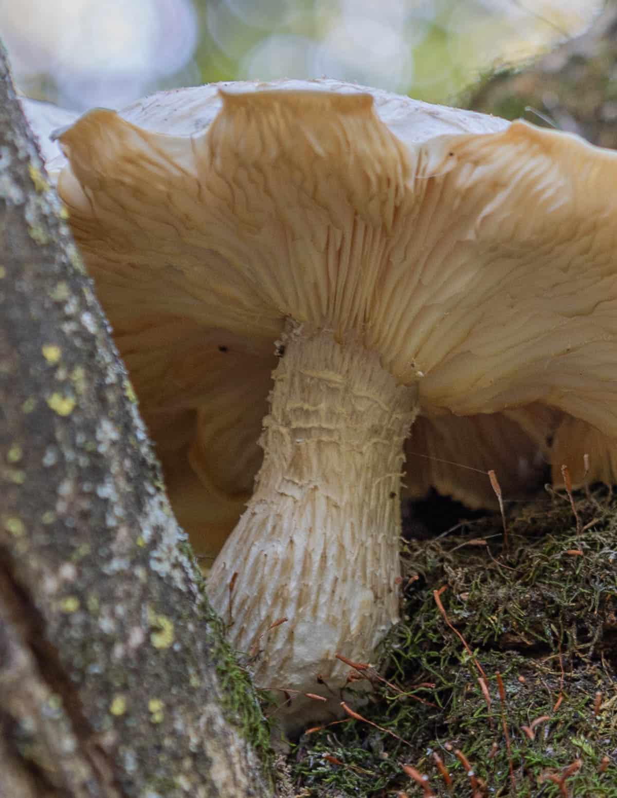 Close up image of an elm oyster mushroom or Hypsizygus ulmarius showing a stem with brown scales. 