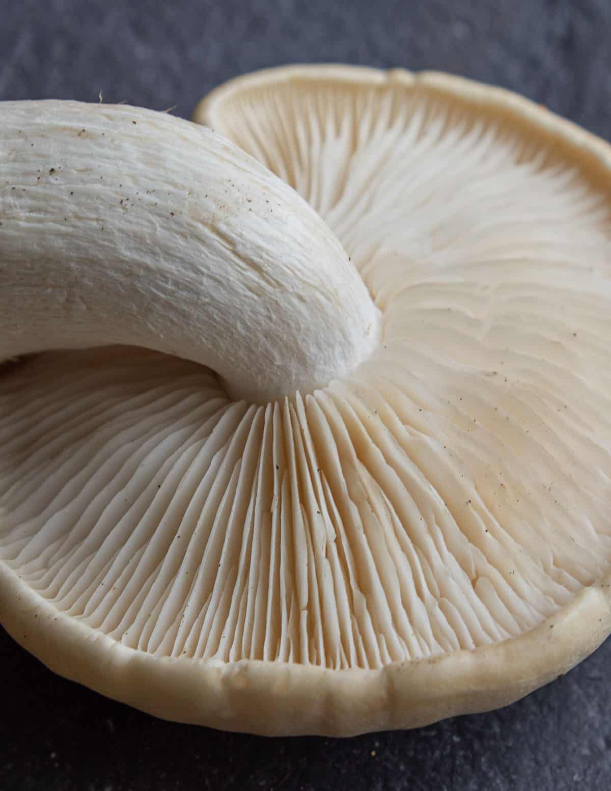 Close up image of wild elm oyster mushroom showing curved stem and gills. 