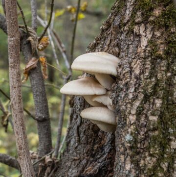 Elm oyster mushrooms or Hypsizygus ulmarius growing on an an American elm tree.