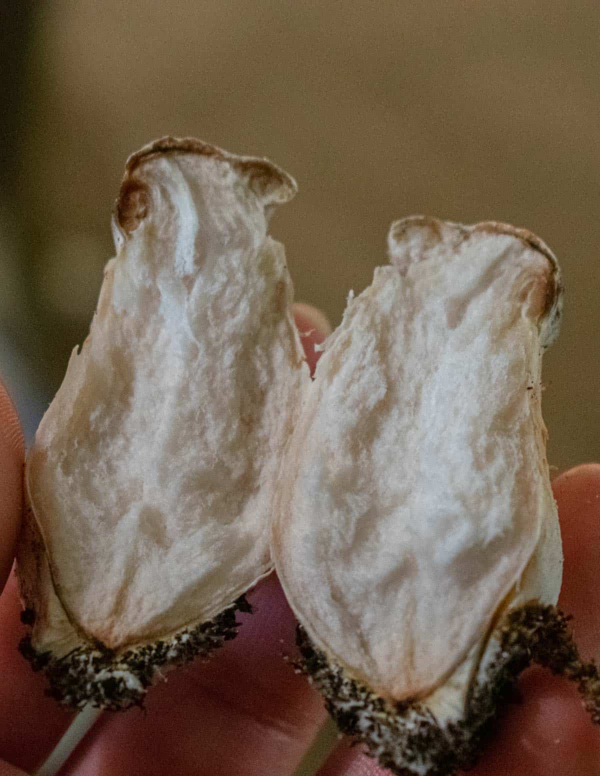 A half parisitized honey mushroom reacting with Entoloma abortivum cut in half. Image by Sarah Duhon. 