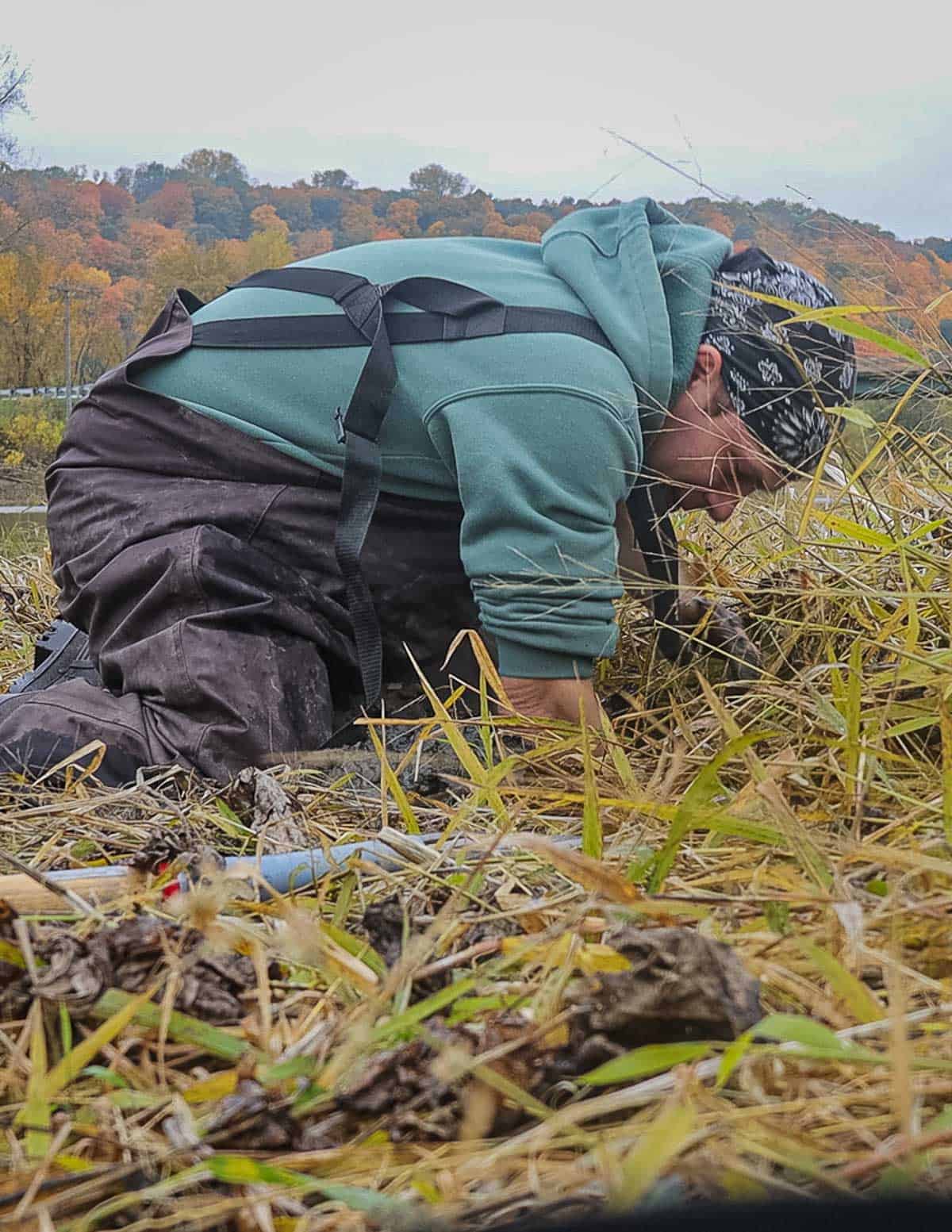 Digging katniss roots or duck potatoes by hand. 