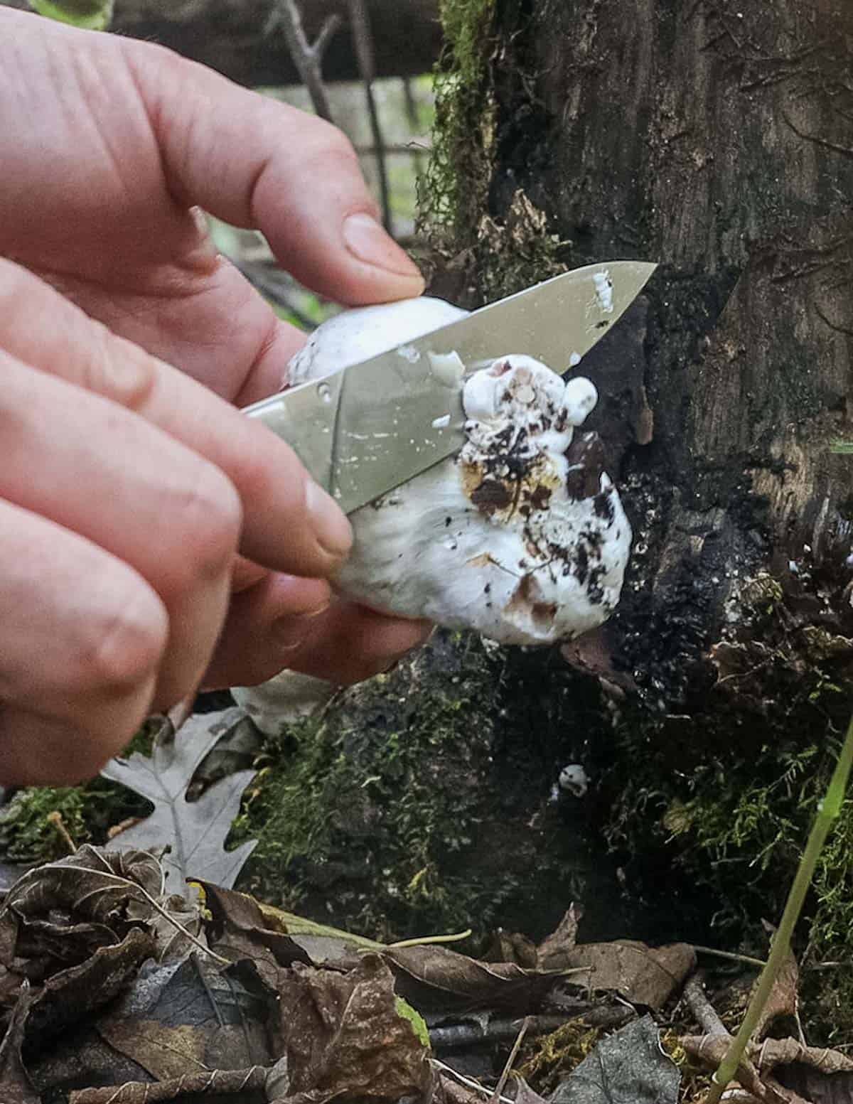 Cutting dirt from the bottom of a shrimp of the woods mushroom. 