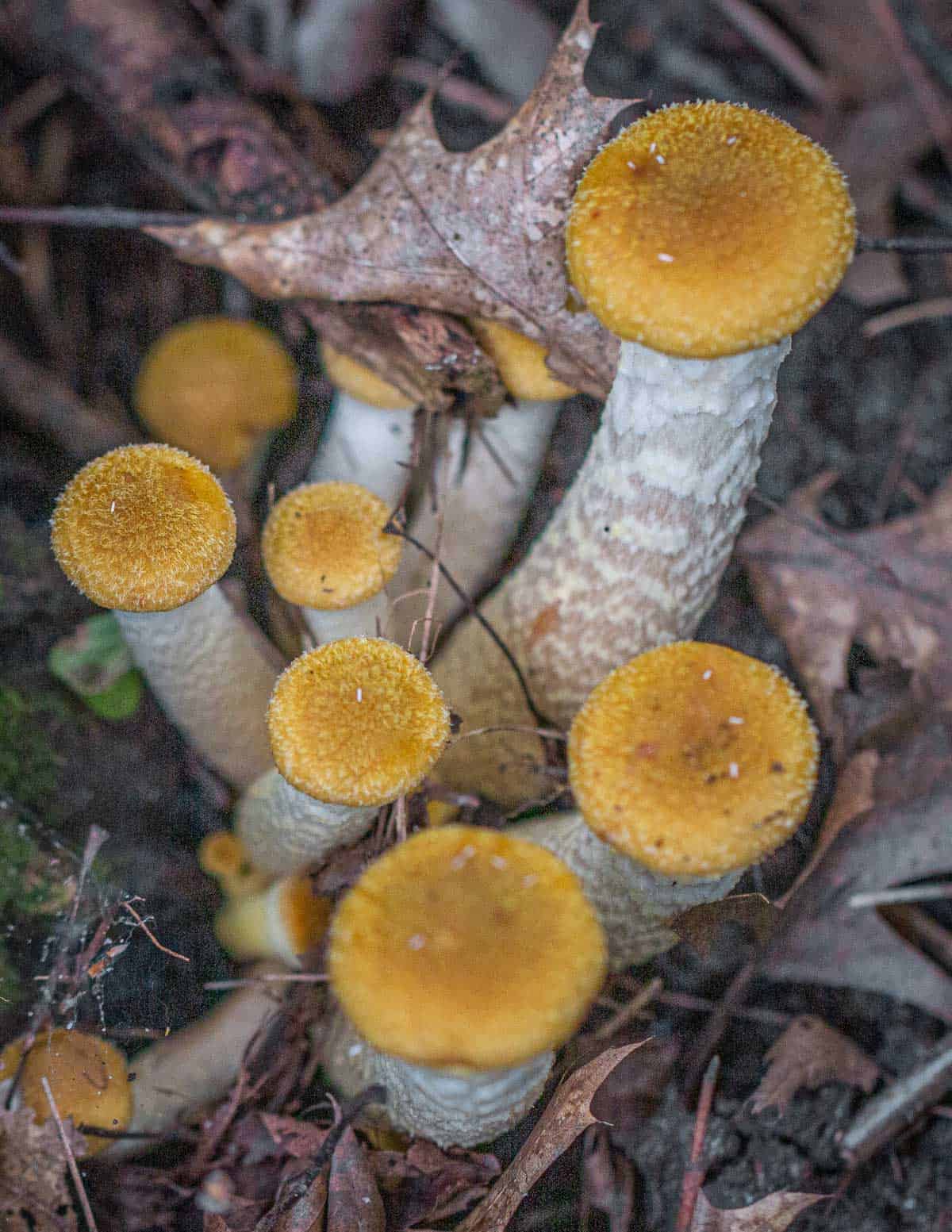 Honey mushrooms or Armillaria mellea. 