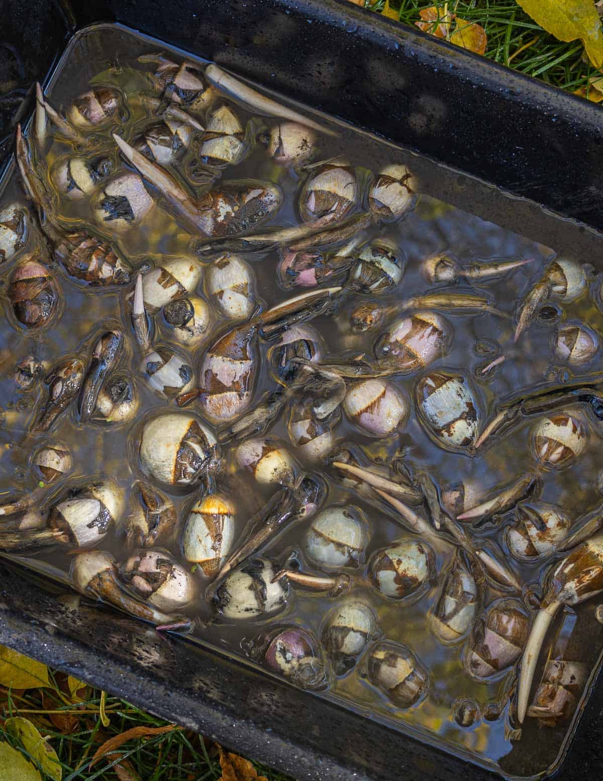 Washing a bin full of freshly dug wapato tubers in the yard.