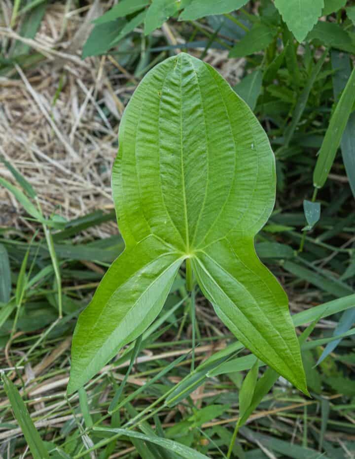 Foraging And Cooking Wapato The Katniss Plant