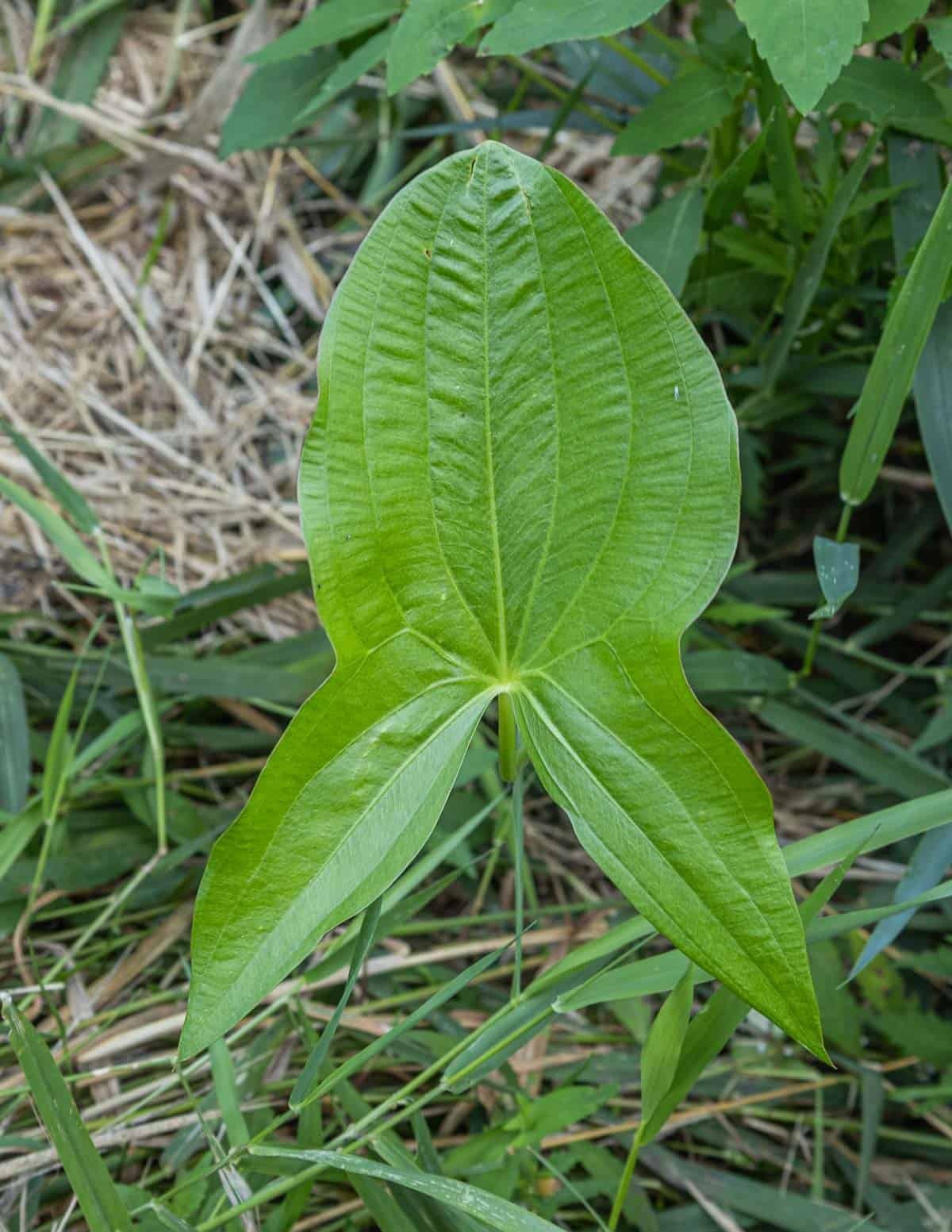 Broadleaf arrowhead leaf of the katniss plant growing in a pond in the summer (Sagittaria latifolia).