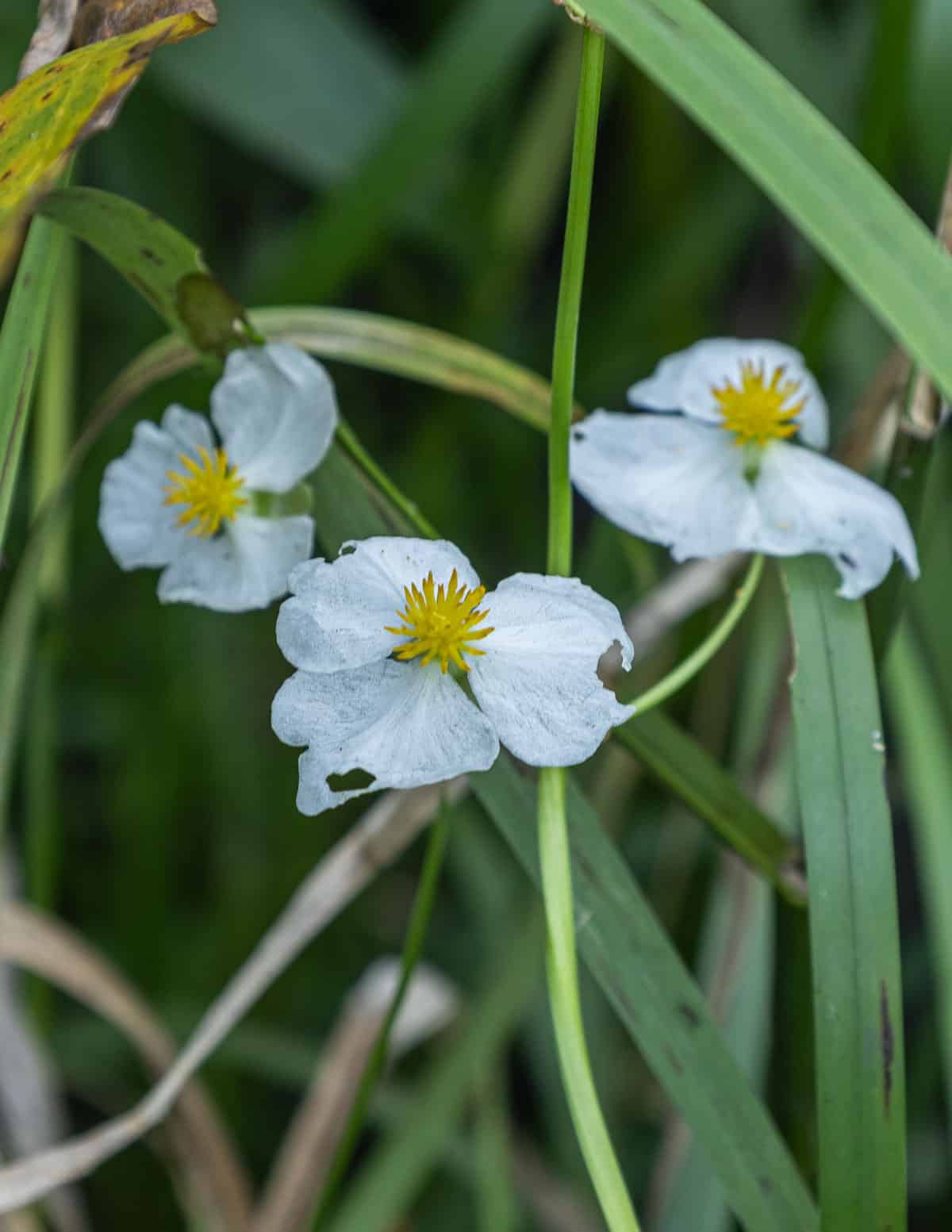 Wapato or katniss flowers growing in the summer. 