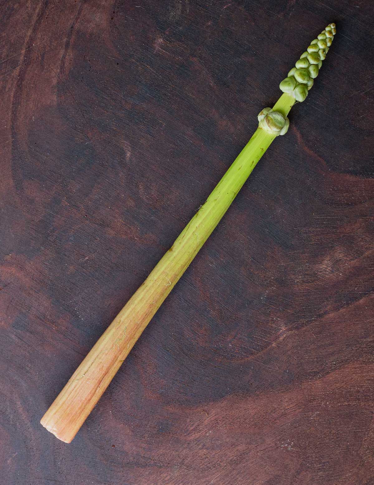 A young wapato or katniss plant shoot on a wooden background. 