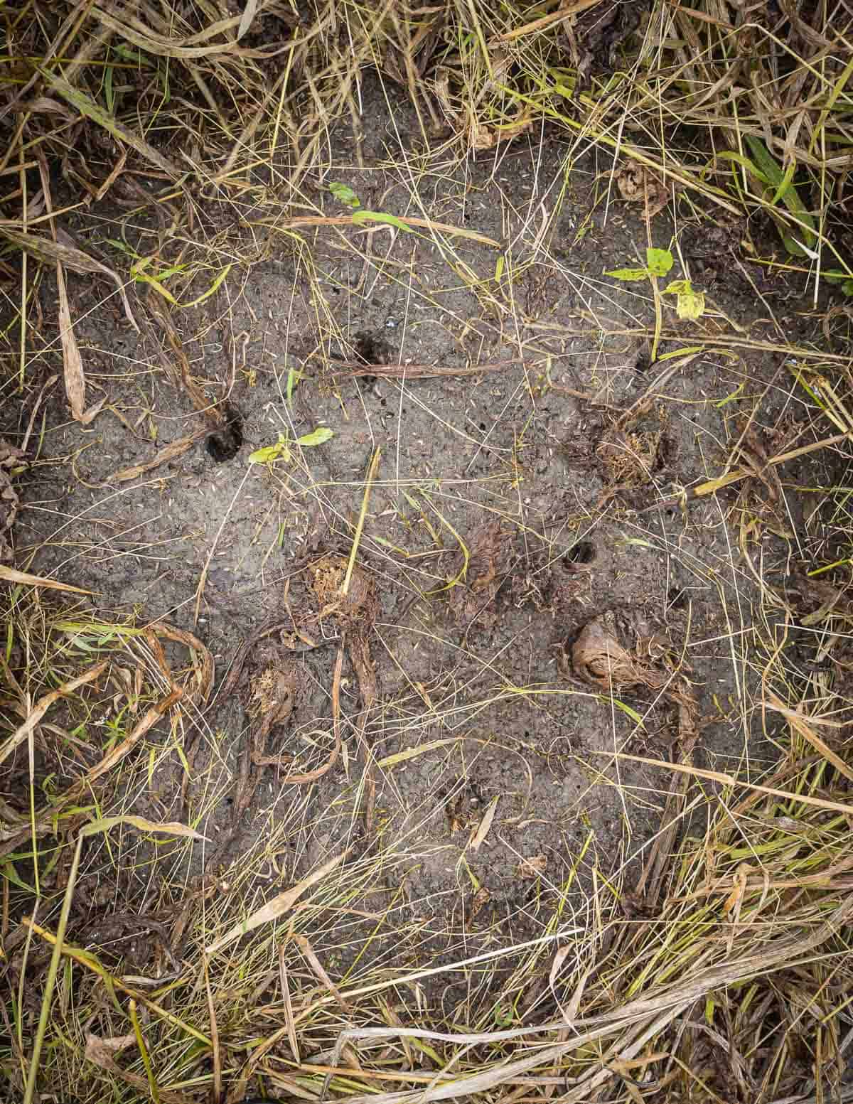 Removing leaves from the mud to reveal katniss plant stems that have died back. 