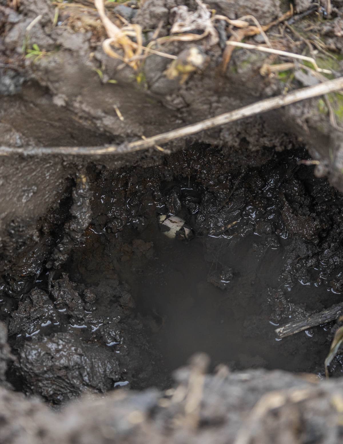 A small wapato potato visible in a hole of clay, mud and water showing the location of the tuber layer for harvesting.