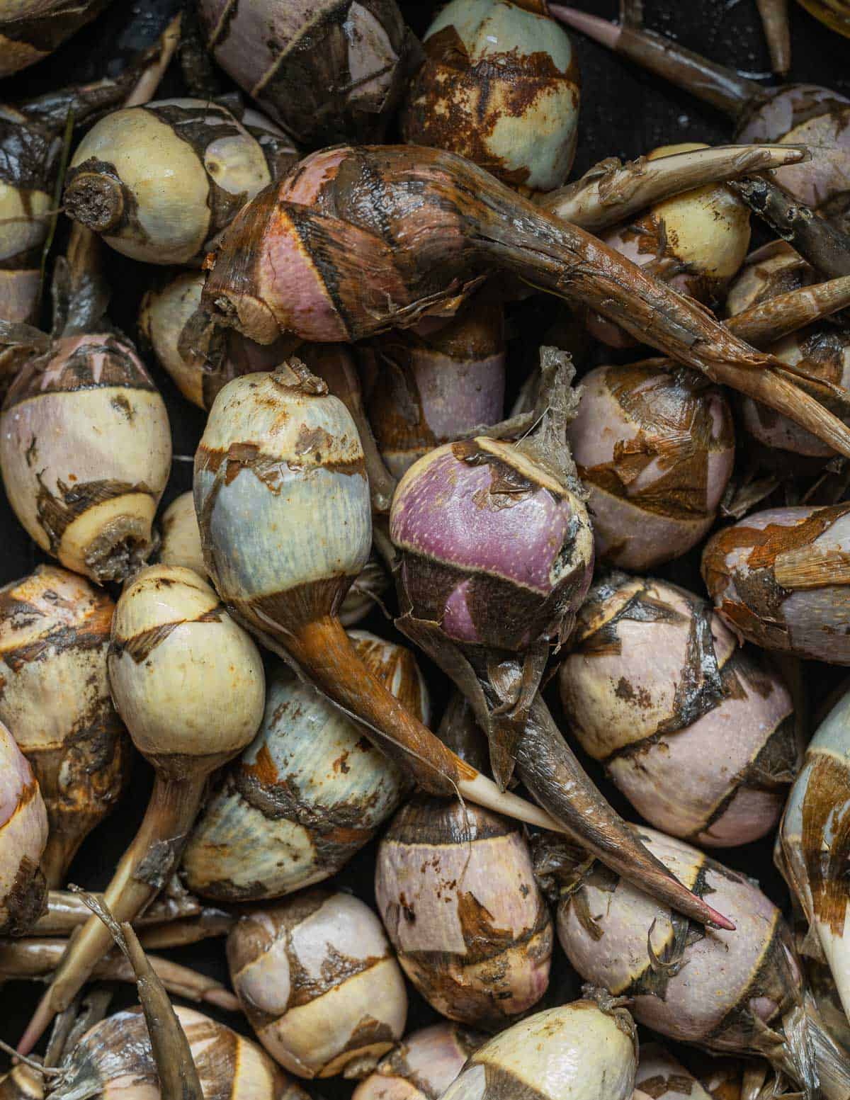 Foraging and Cooking Wapato, The Katniss Plant