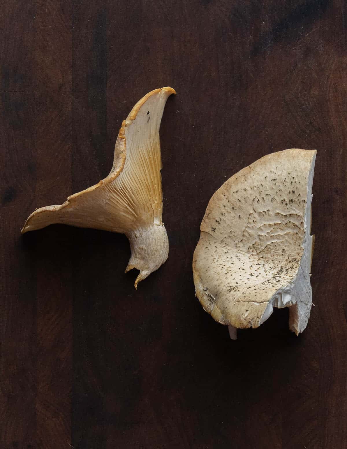 Pleurotus dryinus, the veiled oyster mushroom. 