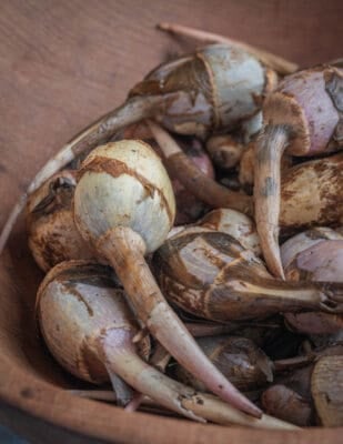 A bowl of fresh wapato vegetables or katniss tubers.