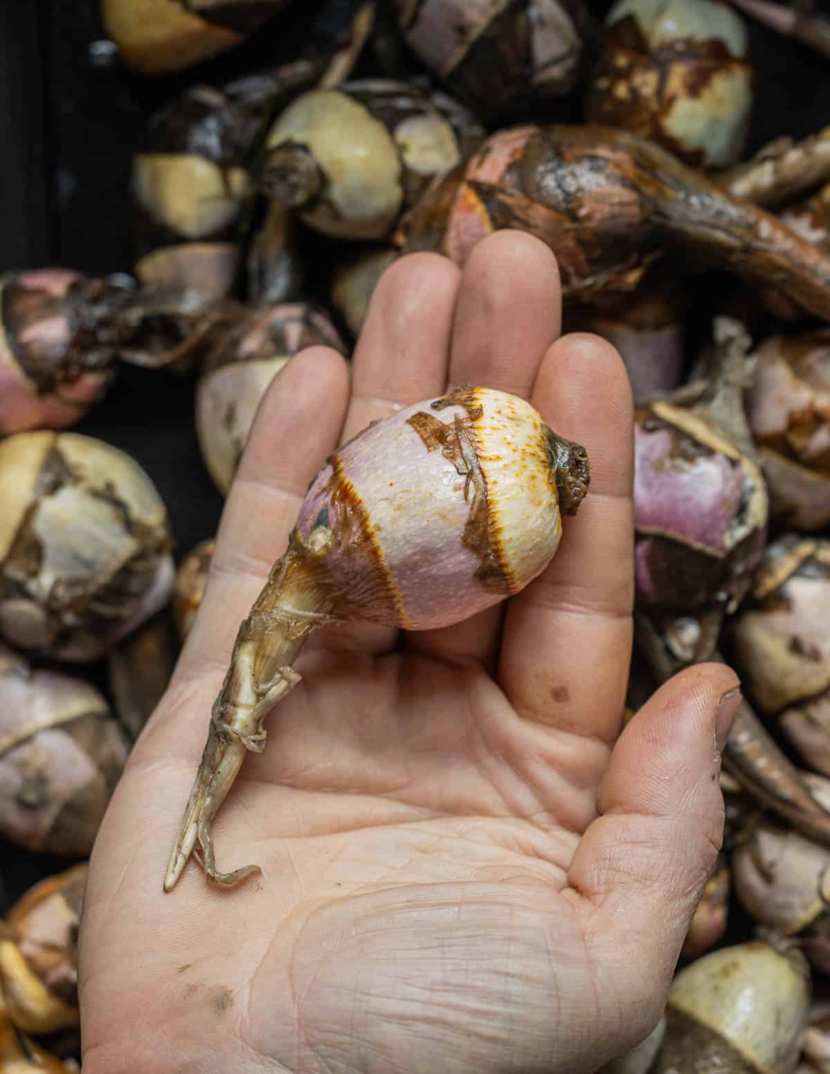 A hand holding fresh arrowhead tubers or katniss potatoes.