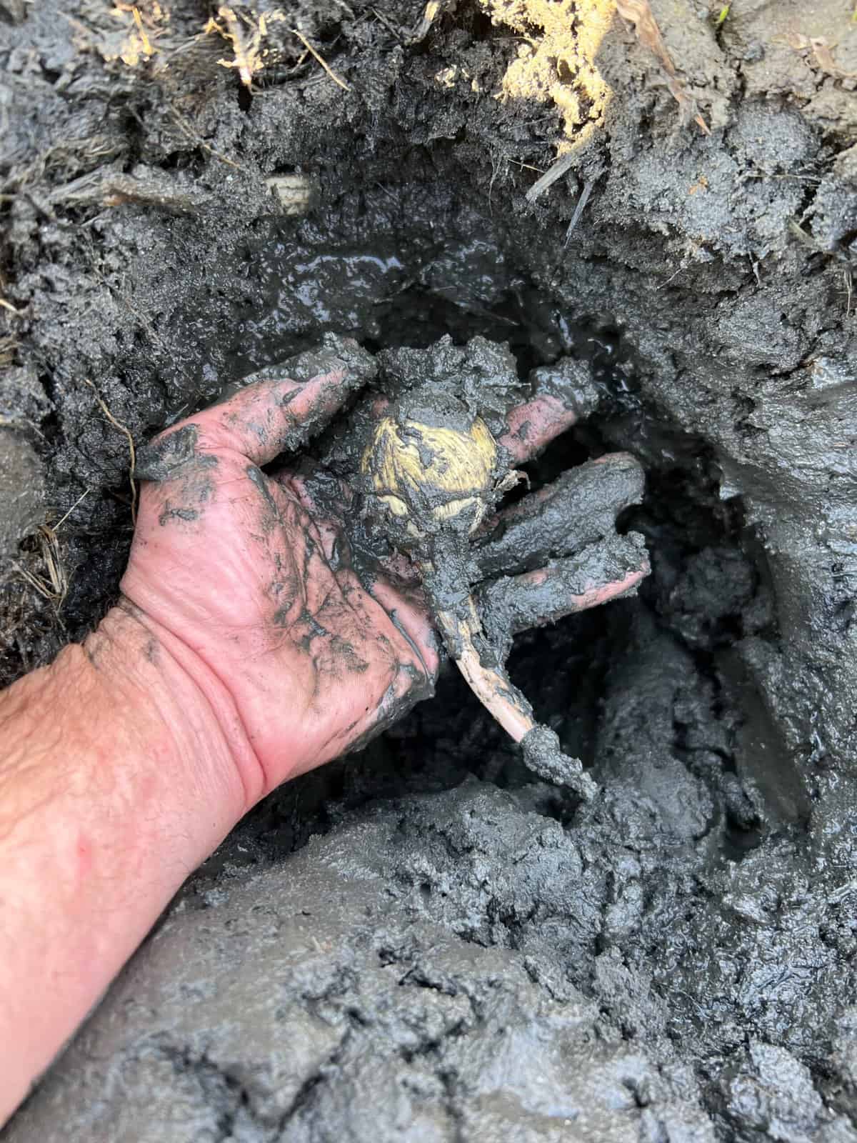 Harvesting a duck potato or wapato from the mud by hand. 