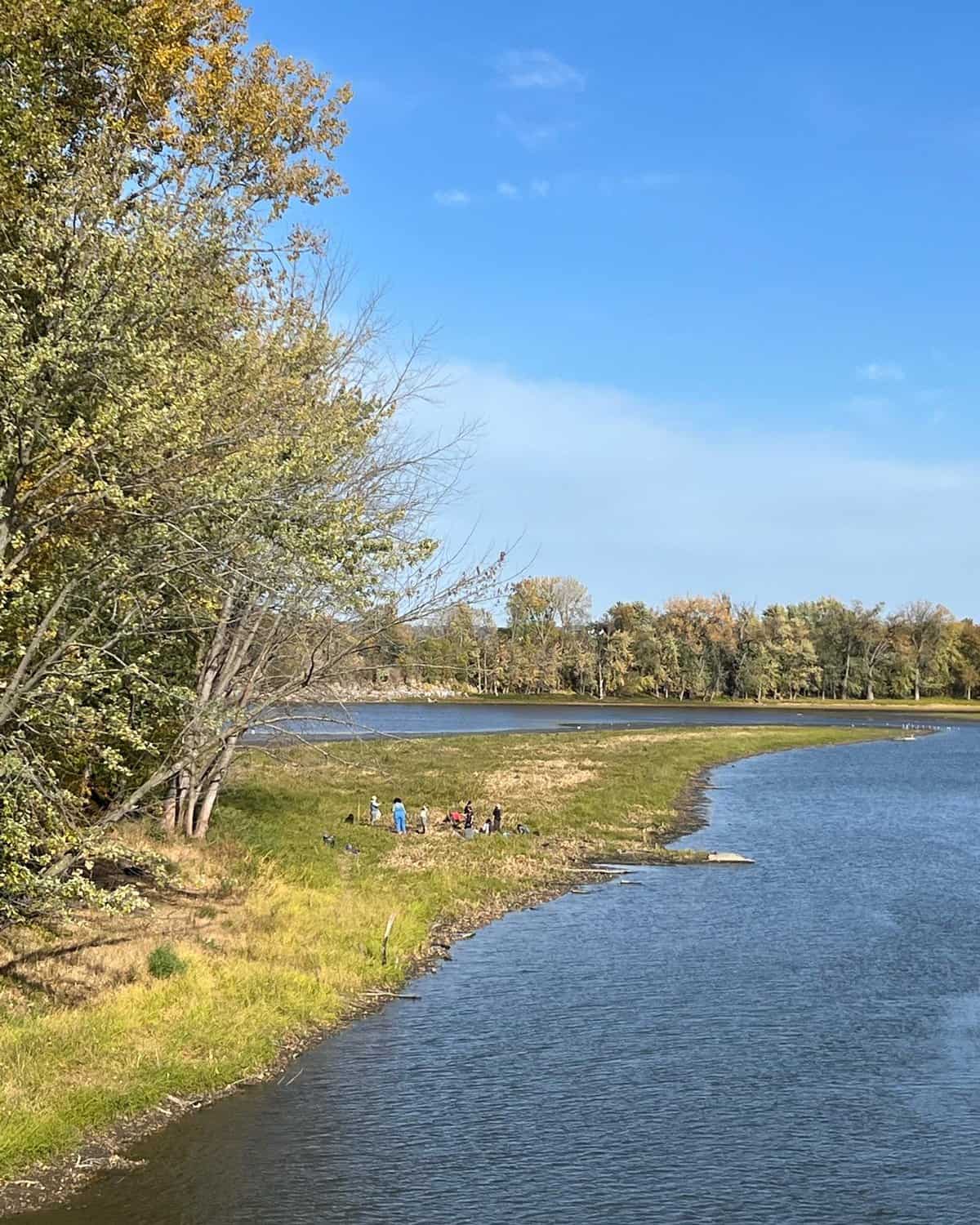 Harvesting wapato or katniss plants on a riverbank. 