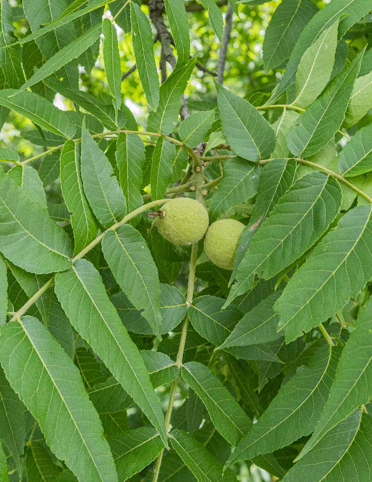Black walnut tree leaves with green unripe nuts. 