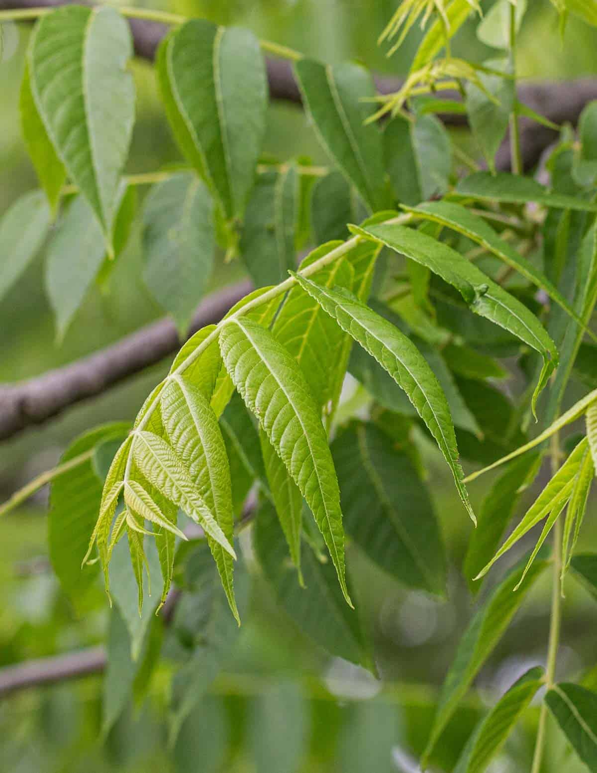 Black walnut tree leaves. 