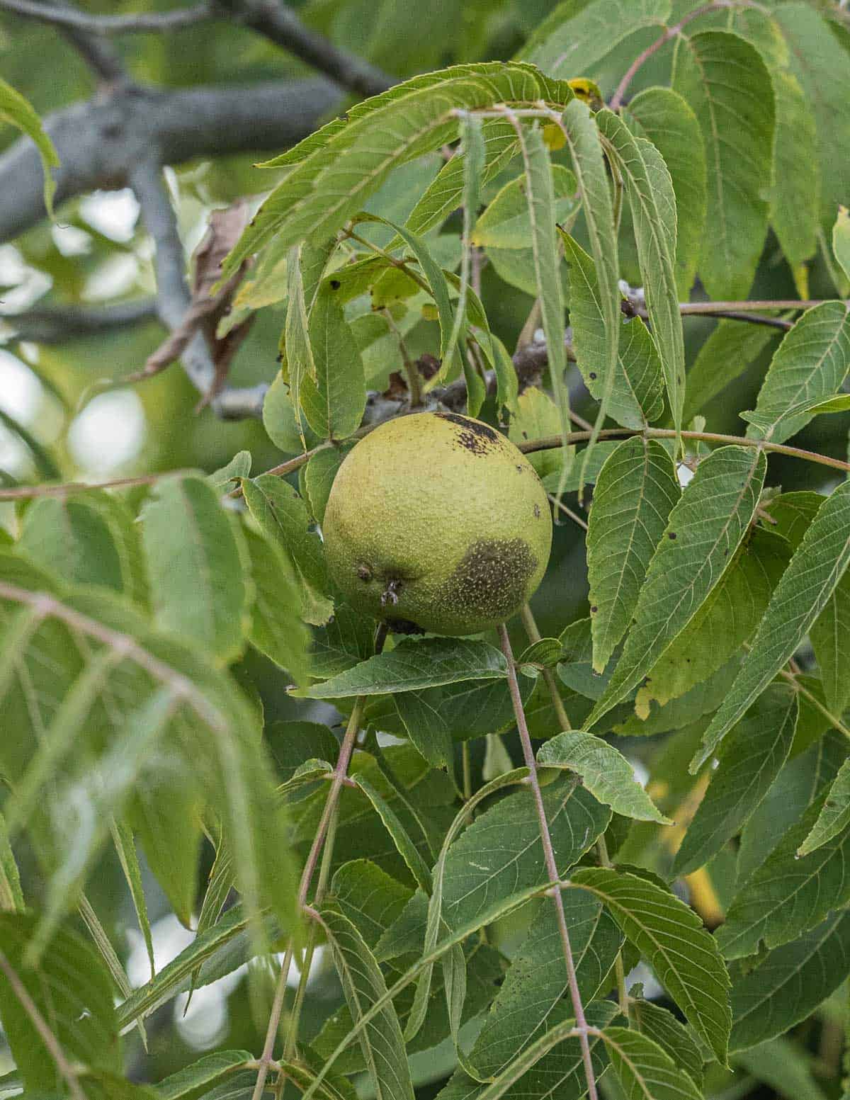 A black walnut showing discoloration of the hull meaning it's ready to harvest.  
