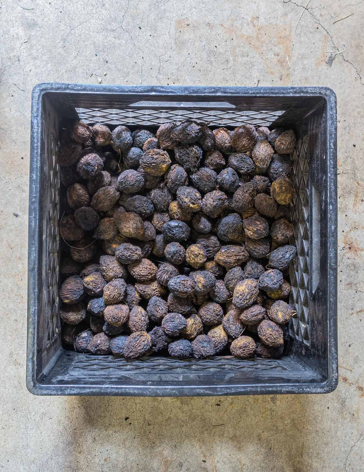 Storing dried black walnuts in a milk crate.