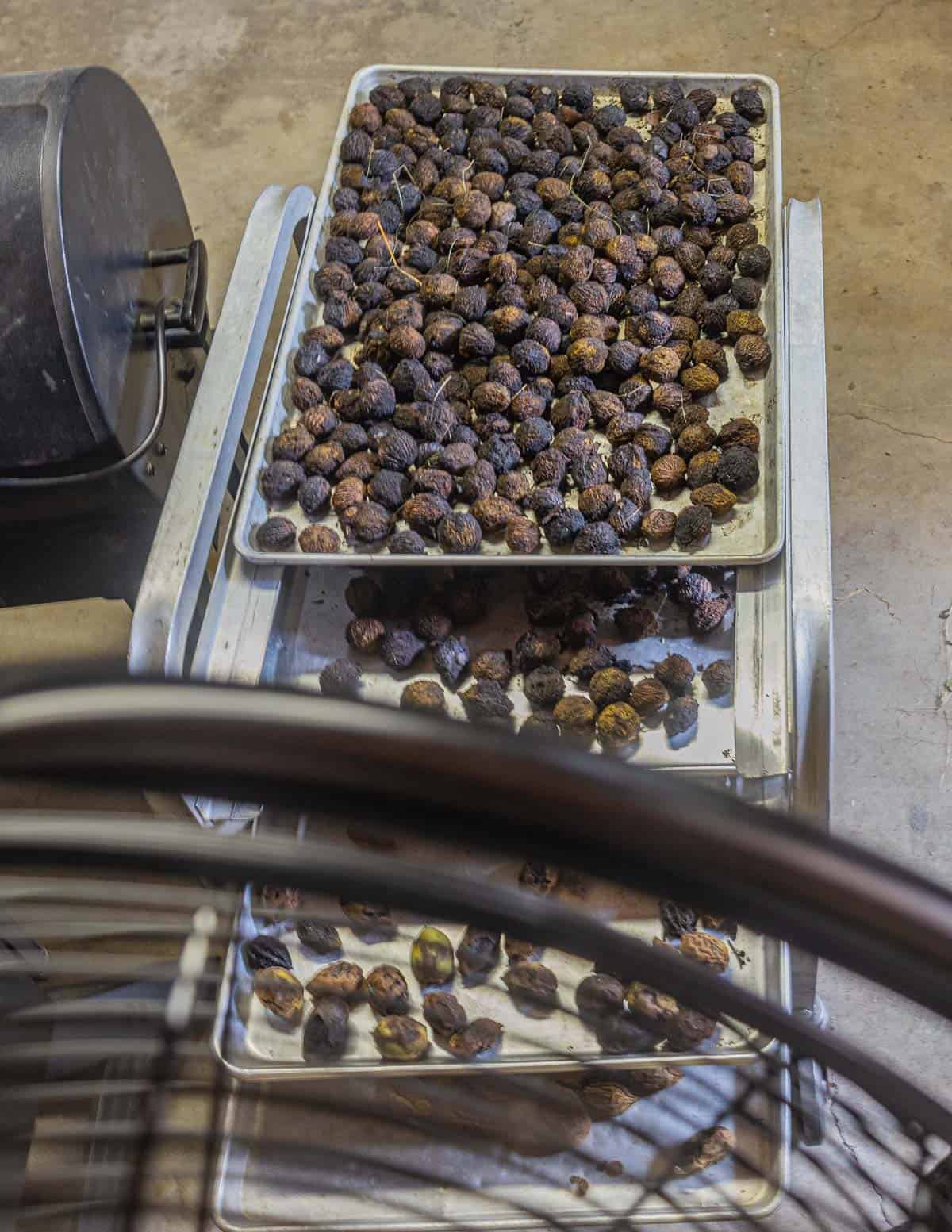 Drying black walnuts on trays using a box fan. 